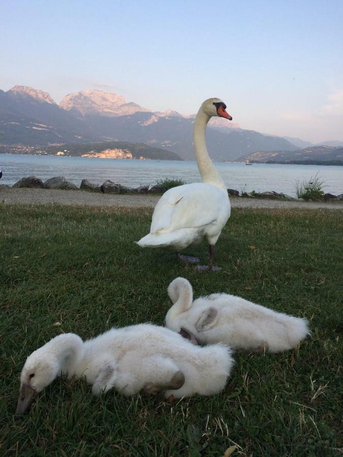 La Baie Des Voiles ,Vue Lac D'Annecy ,Plage Privee Duingt Exterior foto